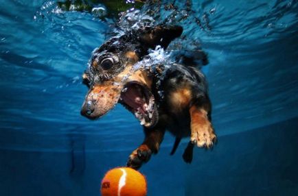 Câini scufunda - doar interesant