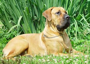 Câini în Rusia - Boerboel din Africa de Sud