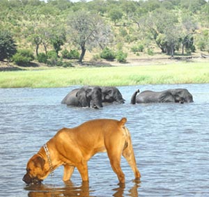 Kutyák Oroszország - dél-afrikai boerboel