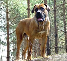 Kutyák Oroszország - dél-afrikai boerboel