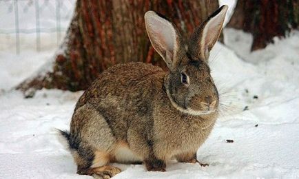 Зміст кроликів взимку (відео)
