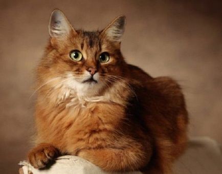 Сомалійська кішка - опис породи з фото