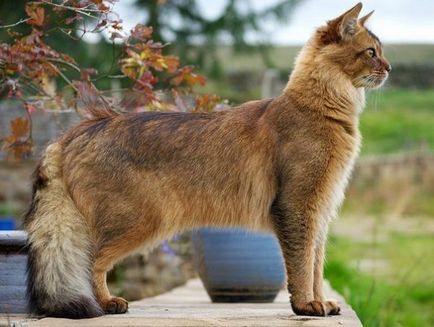 Сомалійська кішка - опис породи з фото