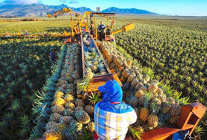 Interpretarea visului de ananas este pentru o femeie o fată într-un vis să vadă ce visează