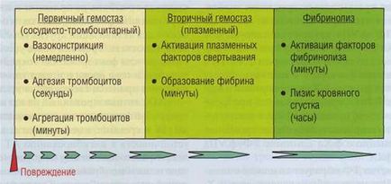 Сучасна теорія згортання крові - студопедія