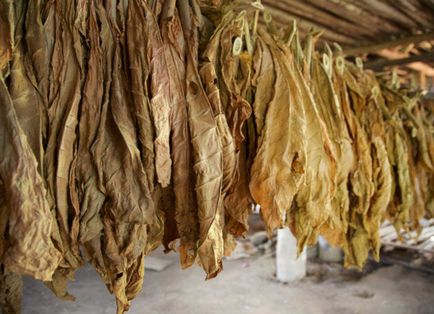 Metode de fermentare a tutunului la domiciliu