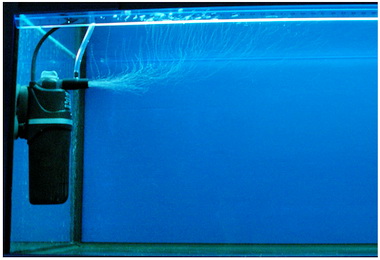 Cikkek akvárium, hogyan gondoskodjon karantén tartály