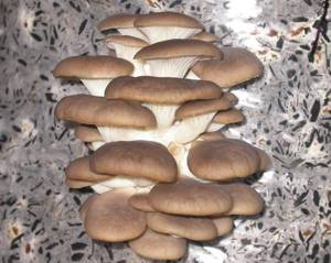 Стаття про користь і шкоду грибів глив