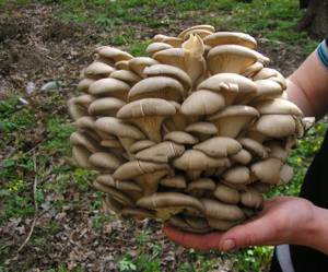 Стаття про користь і шкоду грибів глив