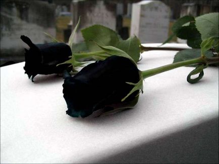 Vajon a természet fekete rózsa pokol