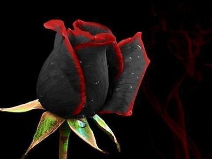 Vajon a természet fekete rózsa pokol