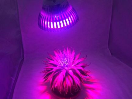 LED-uri pentru plante cu propriile mâini, lămpi cu diode, o lampă pentru răsaduri de iluminat, puteți