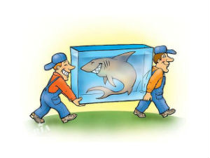 Транспортування акваріумів швидко і якісно -статті