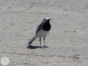 Wagtail White