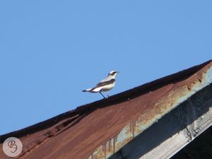 Wagtail White