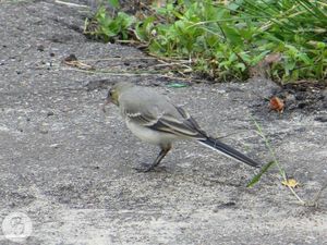 Wagtail White