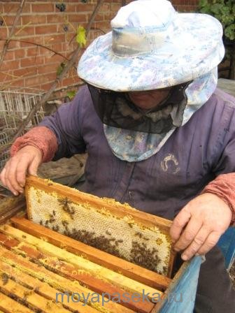 Învățând să se ocupe de albine