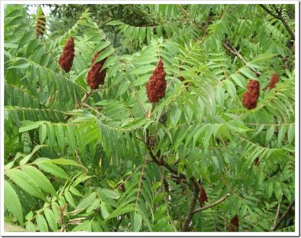 Oțet (sumac) - îngrijire și plantare