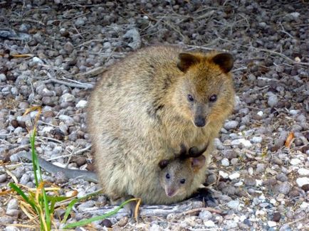 Zâmbetul mic fiu quokka