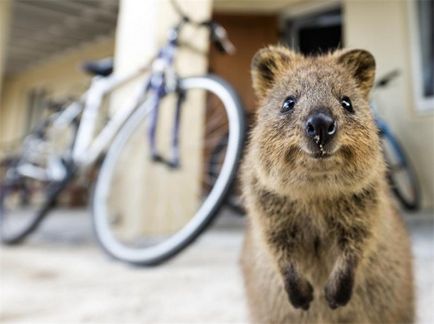 Zâmbetul mic fiu quokka