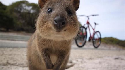 Zâmbetul mic fiu quokka