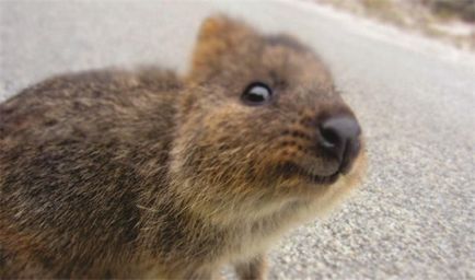 Усміхнений звірок квокки quokka