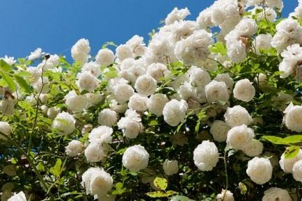 Tipuri de trandafiri de stradă, soiuri, fotografii, nume