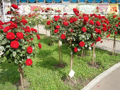 Вуличні троянди види, сорти, фото, назви