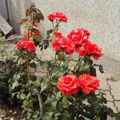 Вуличні троянди види, сорти, фото, назви