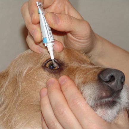 Câinele lacrimă ochii de posibile boli, cauze și metode de tratament