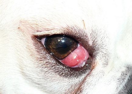 Câinele lacrimă ochii de posibile boli, cauze și metode de tratament