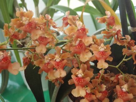 Care Oncidium orchidea - orchidea szerelmeseinek klub