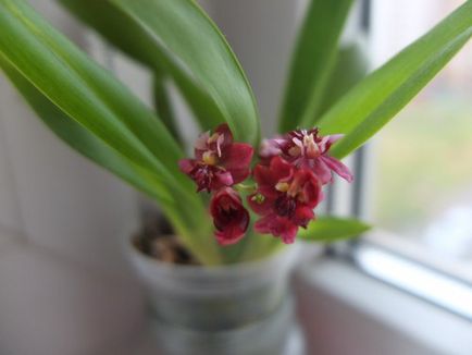 Догляд за орхідеєю онцідіум - клуб любителів орхідей