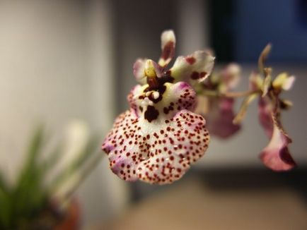 Grijă de orhidee - un club de iubitori de orhidee
