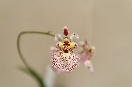 Догляд за орхідеєю онцідіум - клуб любителів орхідей