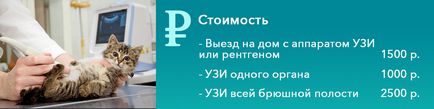 Узі кішці (собаці) - ціна в москві, виїзд на будинок