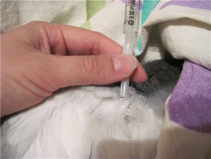 Вакцина ла-сота для голубів спосіб застосування і рекомендації