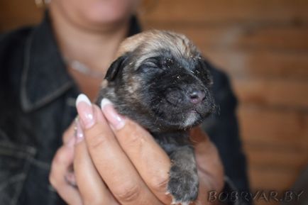 În Bobruisk, voluntarii dau animalelor oa doua viață (foto-raport)