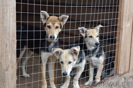 În Bobruisk, voluntarii dau animalelor oa doua viață (foto-raport)