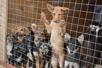 În Bobruisk, voluntarii dau animalelor oa doua viață (foto-raport)