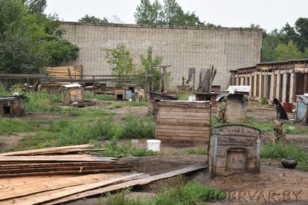 În Bobruisk, voluntarii dau animalelor oa doua viață (foto-raport)