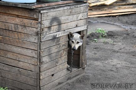 У Бобруйську волонтери дарують тваринам друге життя (фоторепортаж)