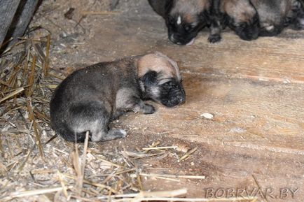 În Bobruisk, voluntarii dau animalelor oa doua viață (foto-raport)