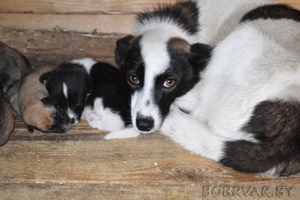 У Бобруйську волонтери дарують тваринам друге життя (фоторепортаж)