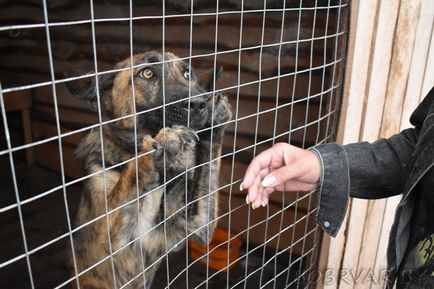 În Bobruisk, voluntarii dau animalelor oa doua viață (foto-raport)