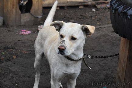 În Bobruisk, voluntarii dau animalelor oa doua viață (foto-raport)