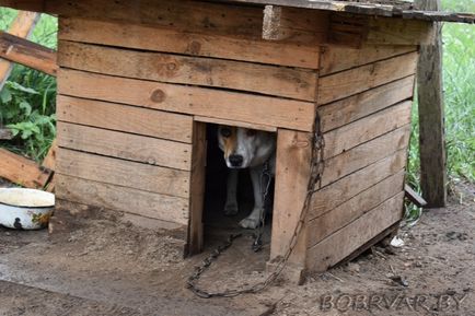 În Bobruisk, voluntarii dau animalelor oa doua viață (foto-raport)