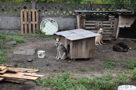 În Bobruisk, voluntarii dau animalelor oa doua viață (foto-raport)