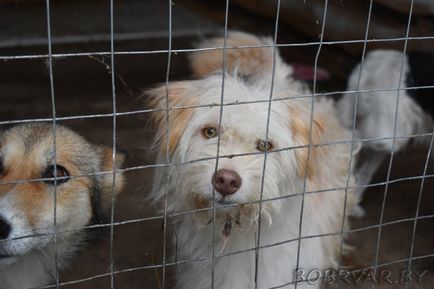 În Bobruisk, voluntarii dau animalelor oa doua viață (foto-raport)