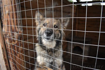 În Bobruisk, voluntarii dau animalelor oa doua viață (foto-raport)